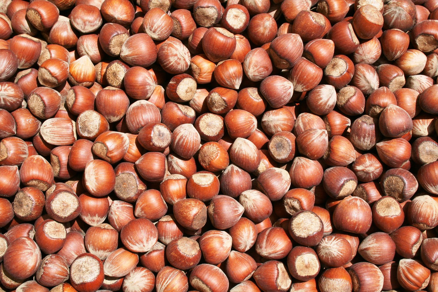Hazelnut