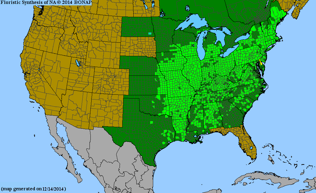 BONAP's native range map of Carya ovata