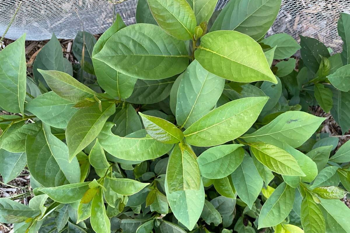New spring growth on a bed of emerging persimmons.