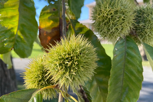 Chestnut burs still in the process of maturing