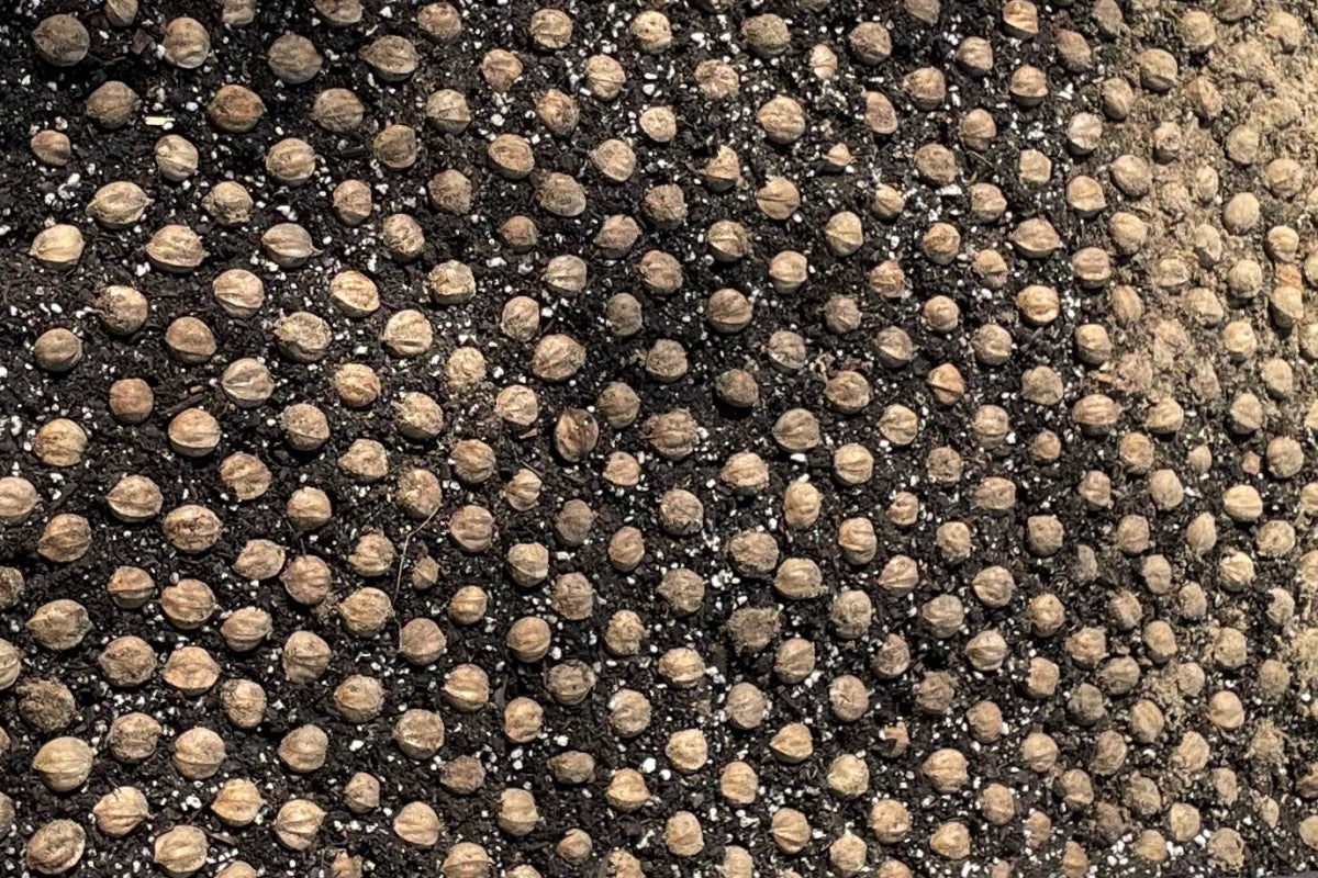 Shagbarks laid out in the nursery bed
