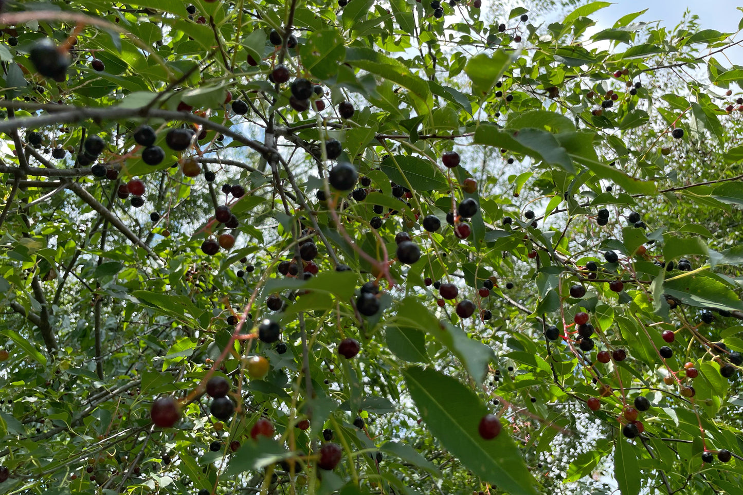 Black Cherry Seed