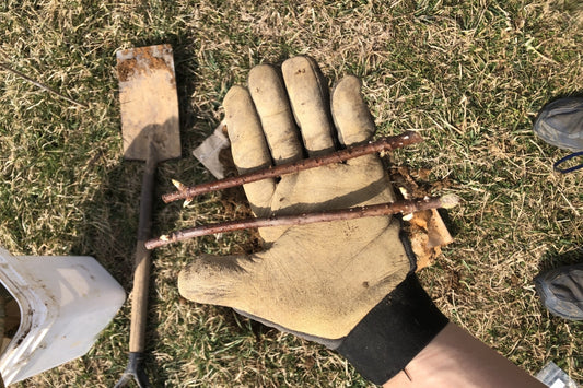 Black Elderberry Cuttings Bundle