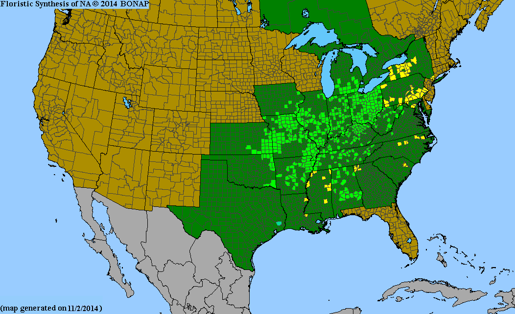 BONAP's native range map of Carya laciniosa