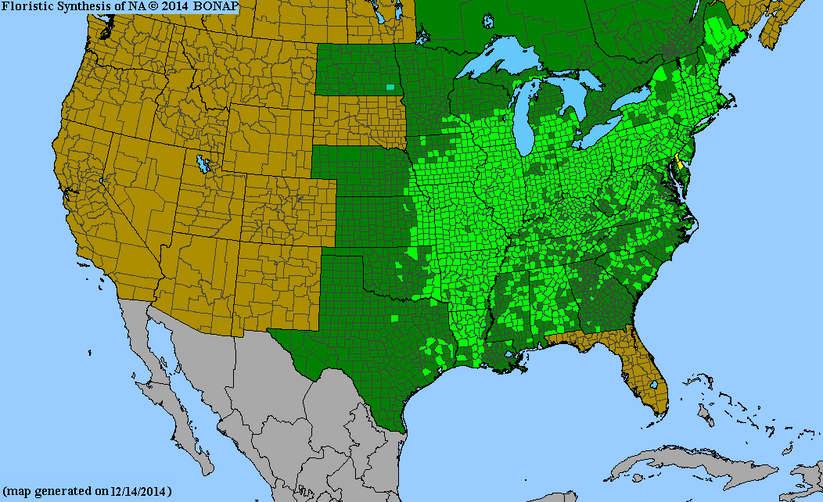 Shagbark Hickory Virginia Trees