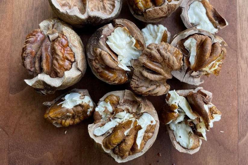 Shellbark Hickory Virginia Trees