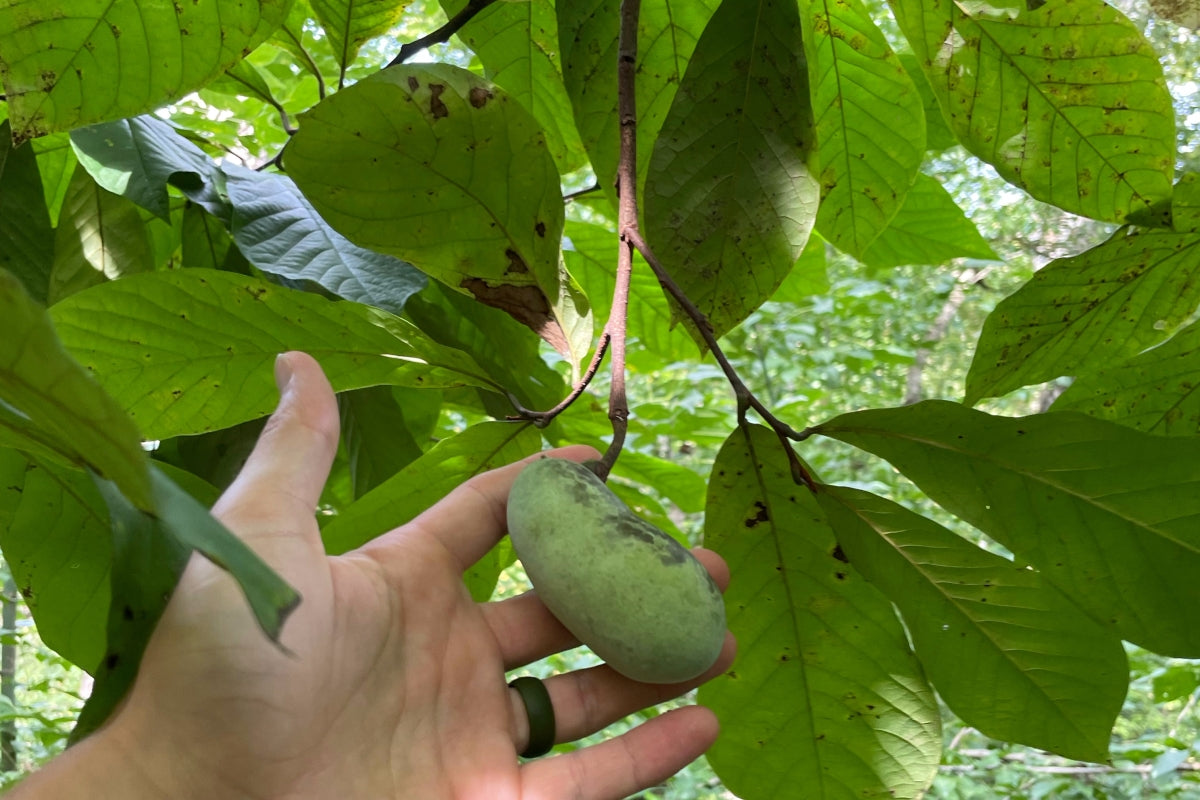 A pawpaw developing on the tree