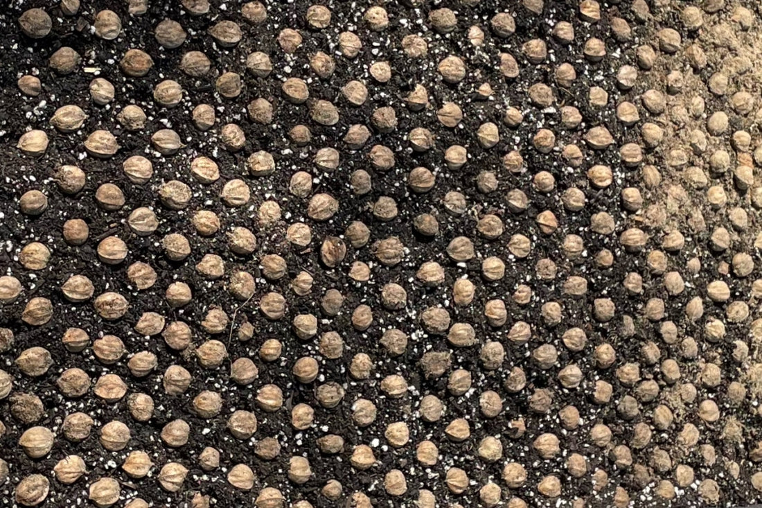 Shagbark Hickory Virginia Trees