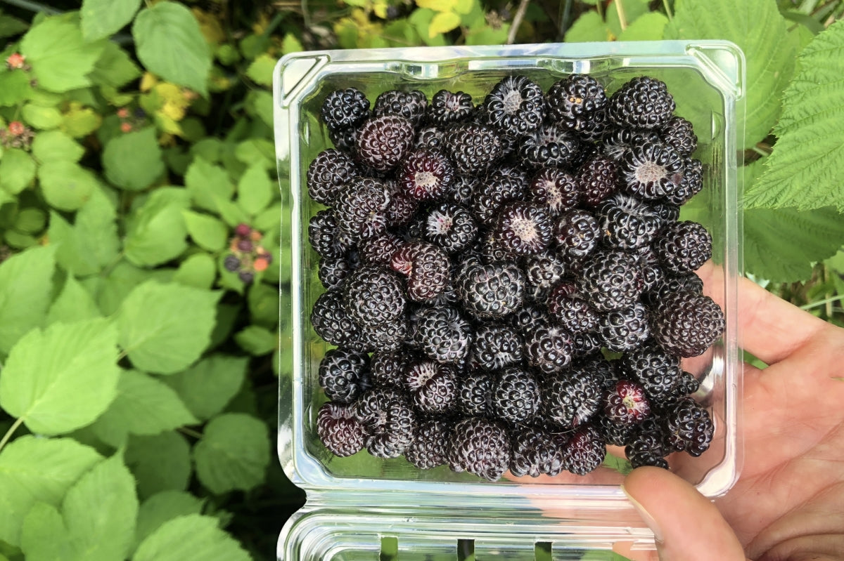 Freshly harvested black raspberries in June