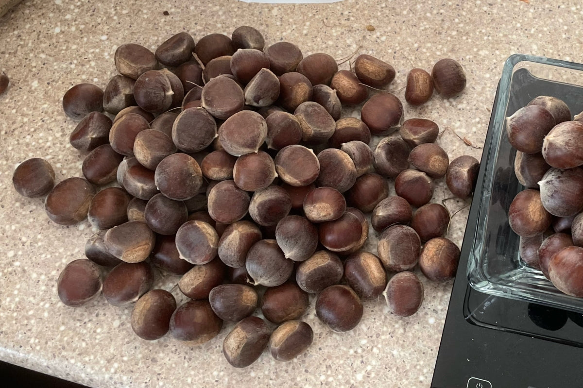 Harvested chestnuts