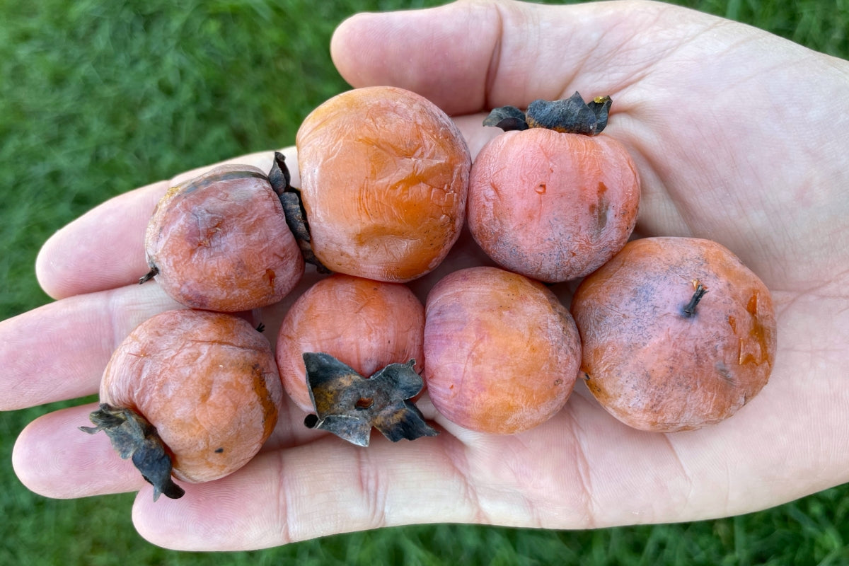 A handful of persimmons. Persimmons are an amazing native fruit that ripens through fall and winter. They are eaten soft and they fall from the tree when ripe.