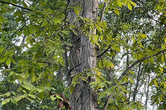 Shagbark hickory