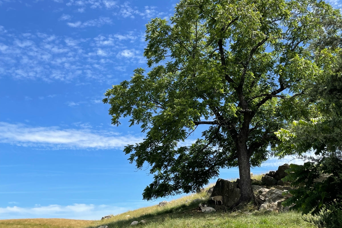 Black Walnut