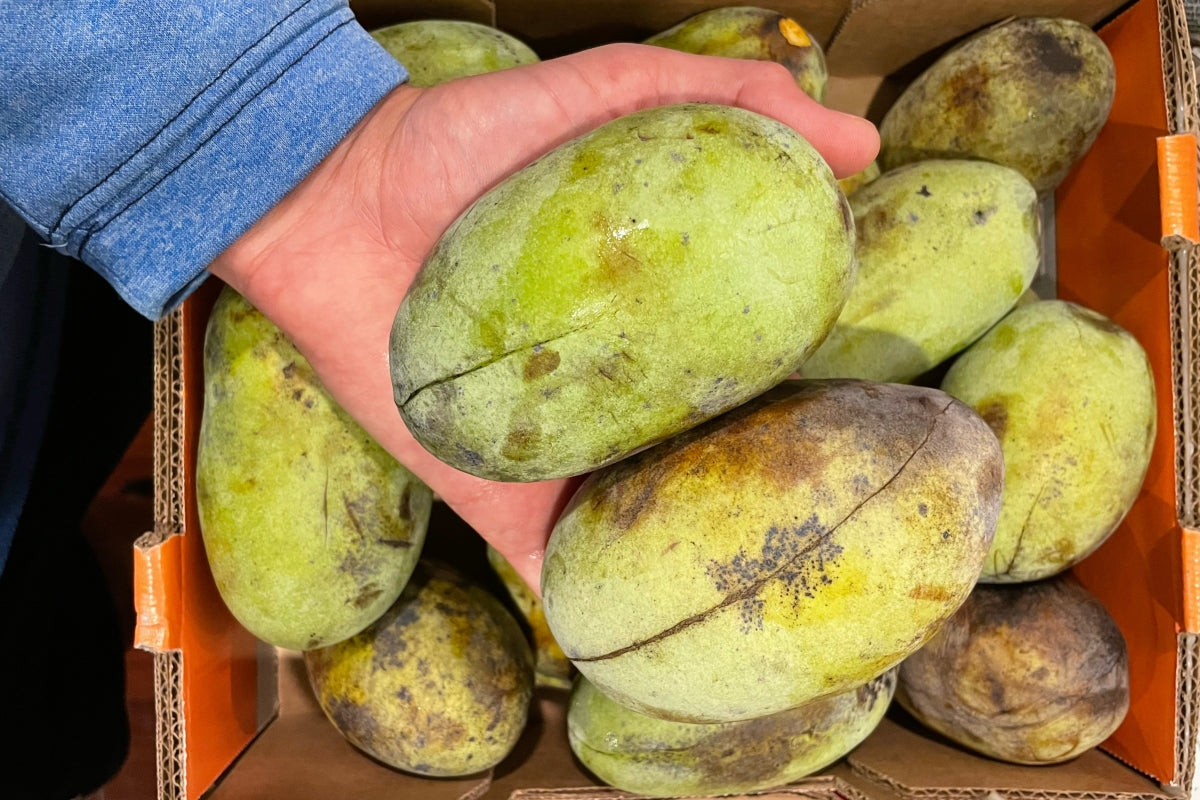 A handful of half pound pawpaws