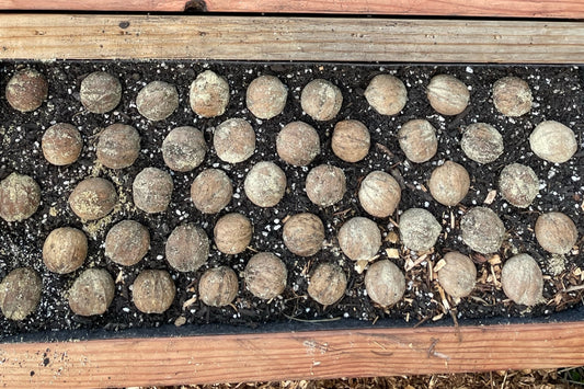 Shellbarks laid out in nursery box